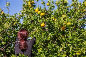Covid berba mandarina - propisane posebne mjere za radnike
