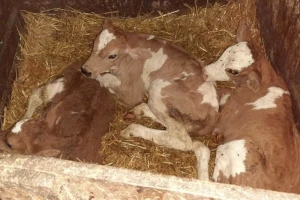 Stigle još jedne trojke - ovog puta na farmu Šarčevića