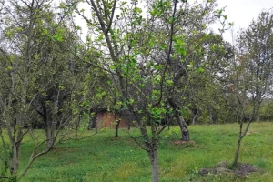 Ako su voćke ponovo olistale, morate reagirati prije zime