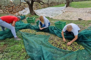 Maslina je (ne)obrana. Evo kako su maslinari zadovoljni ovom sezonom