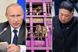 Nikad veći prijatelji: Putin poslao 447 koza u Sjevernu Koreju