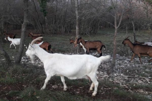 LAG Južna Istra - prostor uzgoja maslina, koza, vinove loze te klasičnog i ruralnog turizma