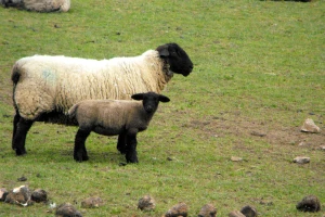 Zašto je Suffolk pasmina ovaca odlična za proizvodnju mesa?