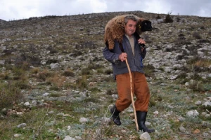 Ovčar Zore Gužvica među stijenama pronašao naklano janje koje je othranio na dudicu!
