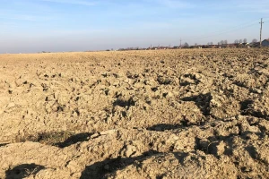 Proljetna sjetva: očekuje se povećanje površina pod kukuruzom i šećernom repom?