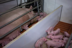 Mijenjaju pravilnik o veličini prasilišta - izlaze u susret farmerima