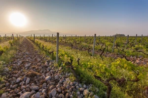 Najveći vinograd u Europi se nalazi u jednoj od njenih najmanjih država