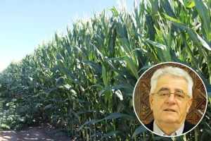 Bijeli oblak pada, bit će kiše i hlada, a kad crni oblak leti, duga kiša prijeti