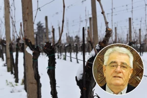Blagdan sv. Vinka predstavlja i početak radova u vinogradima, a kako će vrijeme poslužiti?