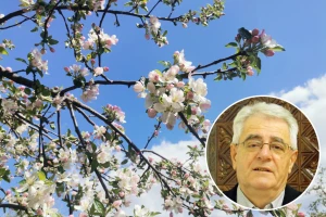 Kiša može uzrokovati pokoricu, a je li kraj strepnji od mraza?