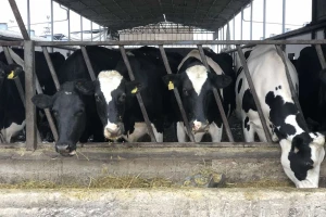 Farma Salaš: Inovativnim rješenjima do zdravog vimena