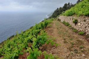 Imamo trend pada vinogradarskih površina i ukupne proizvodnje vina