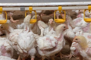 Alarm u Europi: Bakterije iz hrane sve otpornije na antibiotike