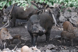 Odstrijelit će 12.000 jedinki: Afrička svinjska kuga potvrđena u Barceloni