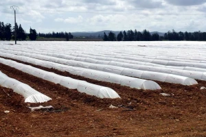 Albanija je europsko tajno blago, država poljoprivrednicima podigla 1.000 ha plastenika