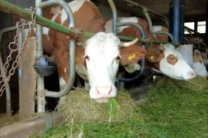 Svježe mlijeko žele dostavljati lokalnim školama, ali im ne daju?