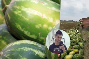 Bacili 25 tona lubenica jer ih nemaju kome prodati