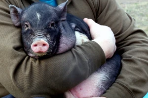 Neobičan ljubimac: Živi u stanu sa svinjom od 65 kilograma