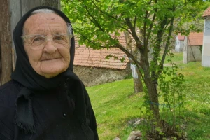 Jedinoj stanovnici sela nakon 30 godina stiglo prvo društvo - telad japanskih goveda