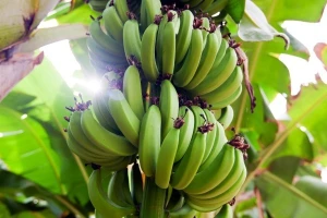 Kraj svijeta za banane?