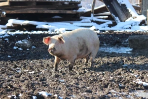 Agro-klaster i grad Petrinja otkupljuju proizvode s područja stradalog potresom
