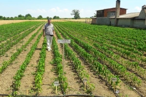 Domaće uzgojena paprika Baranjka slatka daje veće prinose i količinu osušene mase