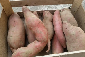 Prije otvaranja OPG-a nije se bavio poljoprivredom, danas uspješno proizvodi batat i butternut tikve
