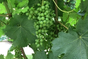 Uskoro kreće zatvaranje grozdova – vinogradari, zaštitite nasade!