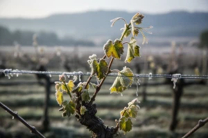 Bayer savjeti za vinogradare 02.-08.05.2016.