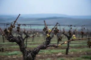 Bayer savjeti za vinogradare 09.-15.05.2016.