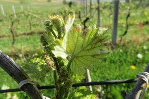 Bayer savjeti za vinogradare 09.04.-15.04.2018.