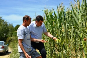 Elementarna nepogoda od tuče za Općinu Đulovac