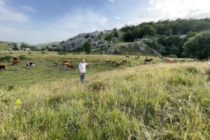 Udruga Hrvatski krški pašnjaci: Ministarstvo poljoprivrede i Hrvatske šume čine štetu državi
