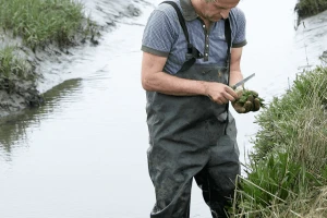 Morsko, zeleno povrće pravi je hit na obalama Francuske i Nizozemske