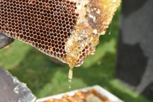 Med, propolis, matična mliječ s OPG-a Dješka i Fehervari predstavljeni na Zelenom četvrtku