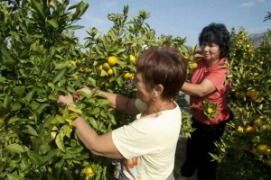 Mandarine Neretve - s certifikatom izvornosti!