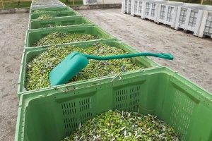 Agrolaguna: Urod maslina do 60% manji, no berba duža jer nedostaje radnika