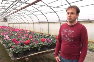 Bernard Savi stručnjak je u uzgoju ciklame: Najbolje uspijeva na 12 Celzijevih stupnjeva