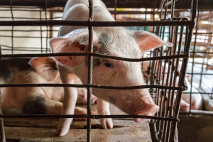 Vanjskotrgovinska razmjena s Mađarskom u proteklih pet godina povećana za više od 50%!