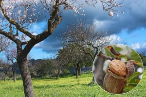 Formiranje uzgojnog oblika kotlaste krošnje bajama