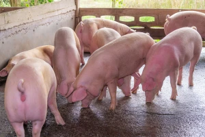 Istok Hrvatske pozitivan na virus epidemijskog proljeva svinja