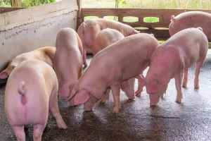 Niske cijene svinjetine u Kini narušile tržište u Njemačkoj