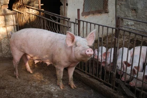 DZS: U 2020. manje zaklanih goveda, a veći broj svinja