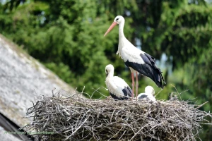 Rode su ugrožena vrsta, a opstanak im ovisi o načinu života na selu
