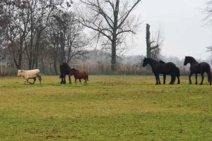 Odbjegli bik Joza udomljen i uživa s konjima na pustari Višnjica