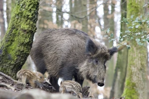 Afrička svinjska kuga: Kako biti korak ispred zaraze?