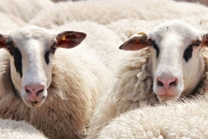 Epidemija bruceloze, oboljelo najmanje pet ljudi, sumnja se da ih je 40