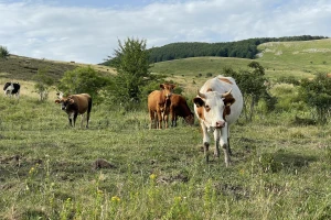 Potpore rasle, proizvodnja padala: Može li novi ZPP povećati produktivnost poljoprivrednika?