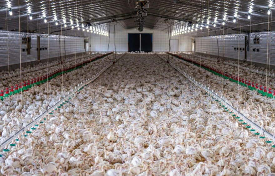 Farma pilića