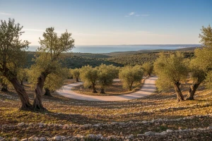 Ceste maslinovog ulja spajaju Istru s Italijom i Slovenijom